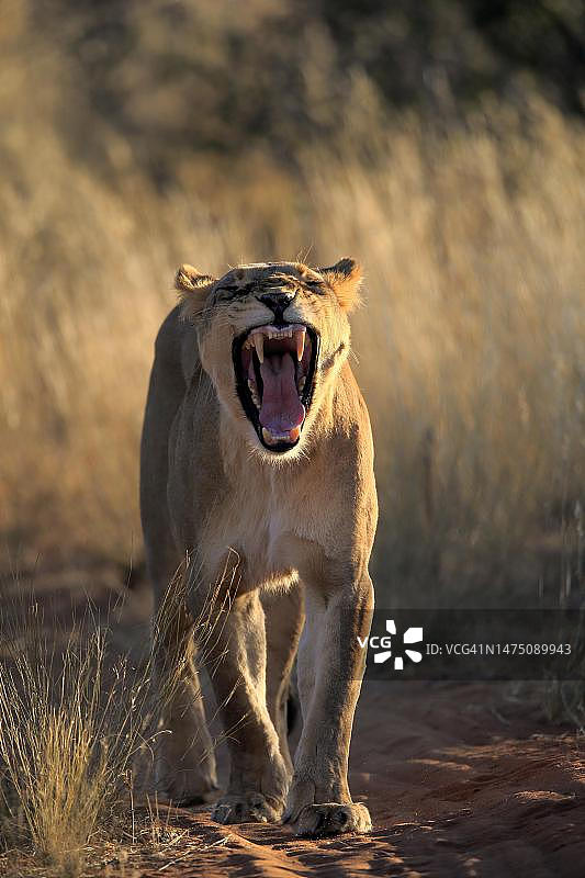狮子(Panthera leo)，成年，雌性，警觉，奔跑，打哈欠，茨瓦鲁野生动物保护区，卡拉哈里，北开普，南非图片素材