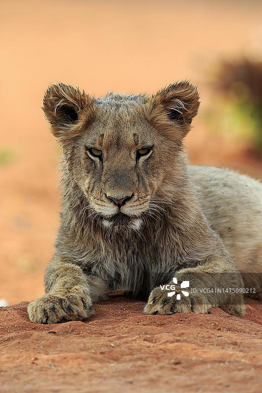 狮子(美洲豹)，年轻，警觉，休息，肖像，茨瓦鲁野生动物保护区，卡拉哈里，北开普，南非图片素材