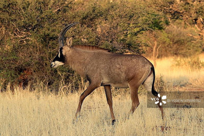 南非北开普省喀拉哈里省，茨瓦鲁野生动物保护区，成年、奔跑的罗安羚羊图片素材