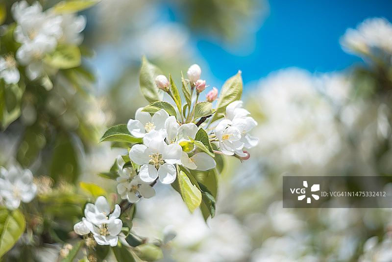 乌克兰的白色樱花树特写图片素材