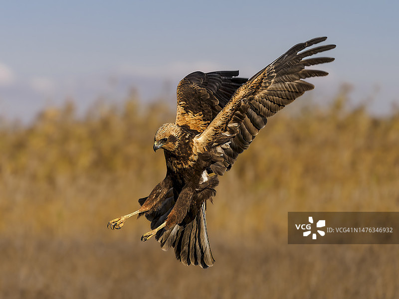 西部沼泽鹞(铜绿大鹞)，雌鹞正在飞行，准备捕捉猎物图片素材