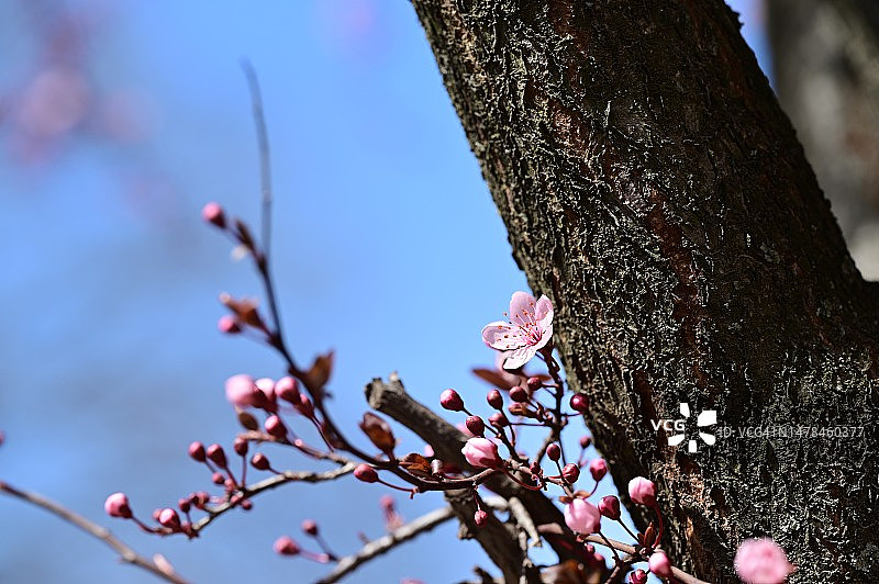 非常漂亮的五彩缤纷的春天花朵近距离观看，塞尔维亚图片素材