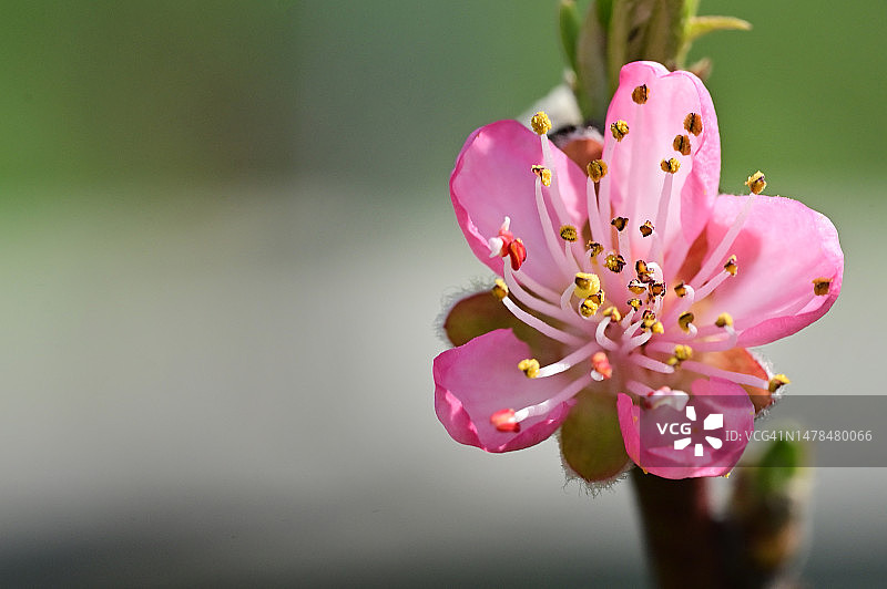 塞尔维亚，我的花园里有非常漂亮的五颜六色的春天花朵图片素材