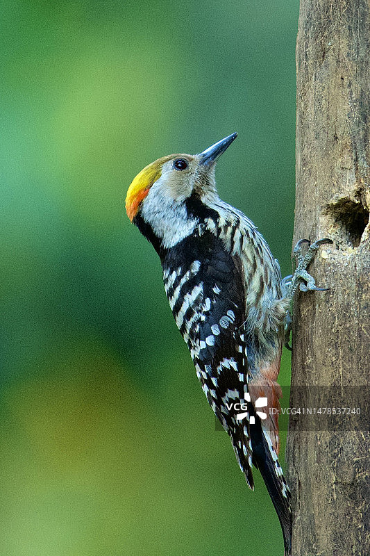 啄木鸟栖息在树上的特写，皮塔哈拉，中央邦，印度图片素材