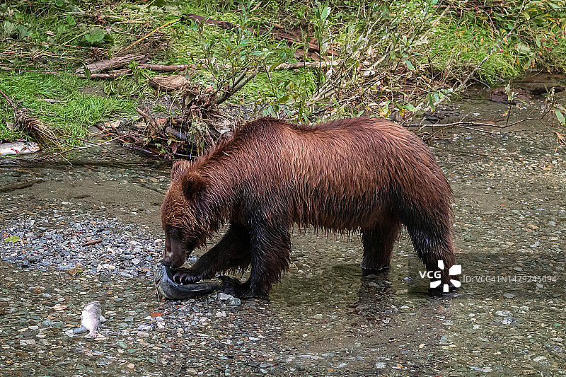 灰熊捕食鲑鱼图片素材