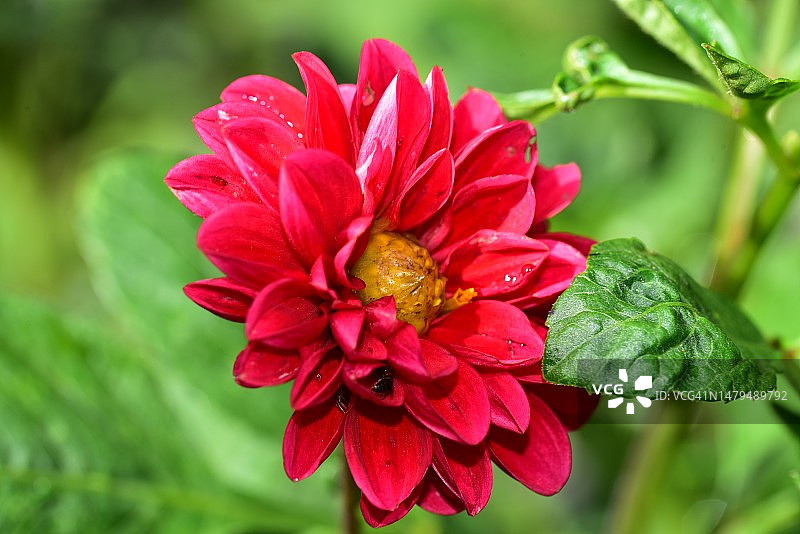 塞尔维亚，我的花园里有非常漂亮的彩色夏日花朵图片素材
