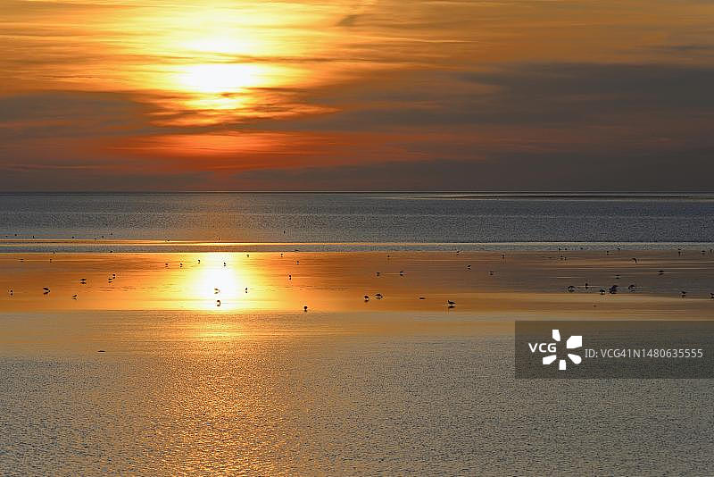 德国下萨克森州北戴奇的北海，瓦登海退潮时的日落，鸟类觅食图片素材