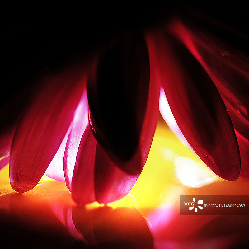 颠倒的粉红色非洲菊与戏剧性的后方照明图片素材