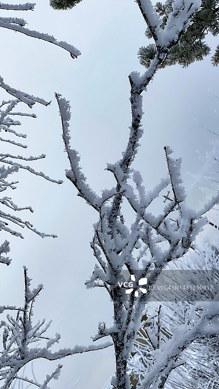 白霜在阿拉斯加的树上形成羽毛状的霜图片素材