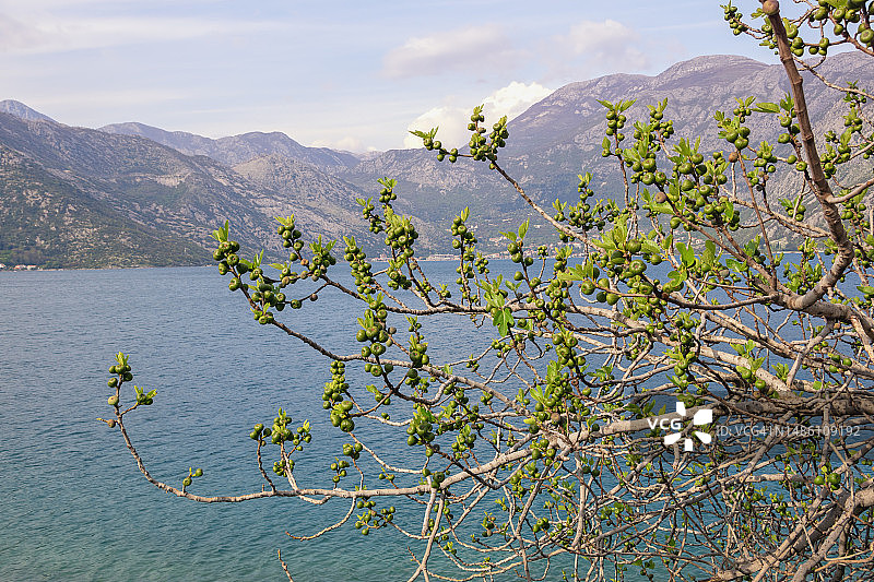无花果树(无花果属)的枝条，有绿色的未成熟果实。黑山科托尔湾海岸图片素材