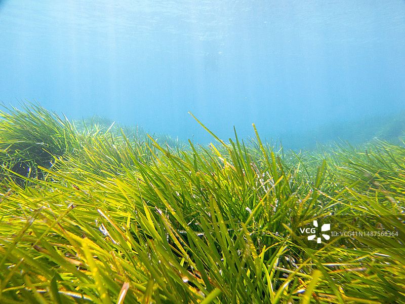 被称为海王星海草的Posidonia oceanica的水下图像。图片素材