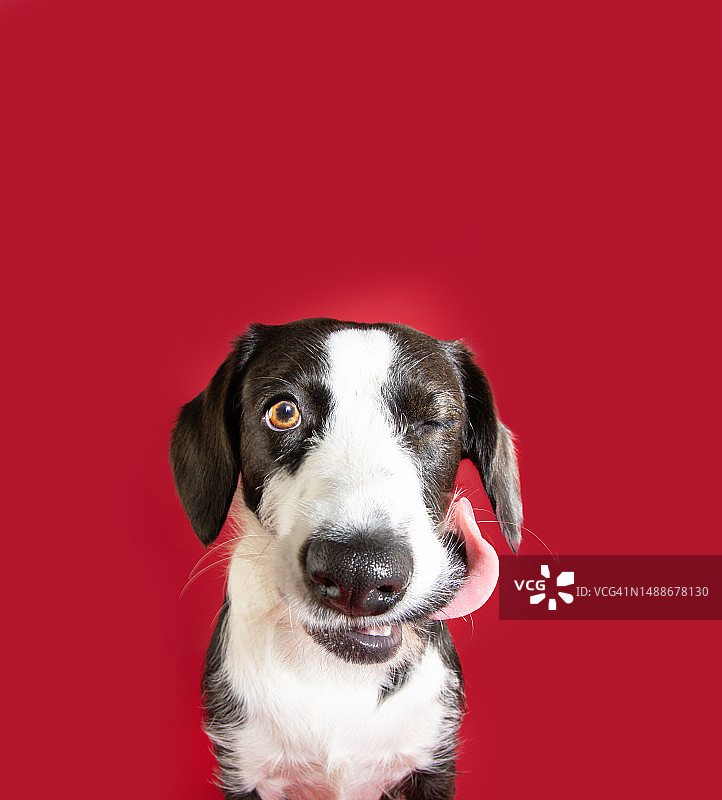 有趣的饥饿的狗眨着眼睛，舔着它的嘴唇，舌头孤立在红色品红色的背景图片素材