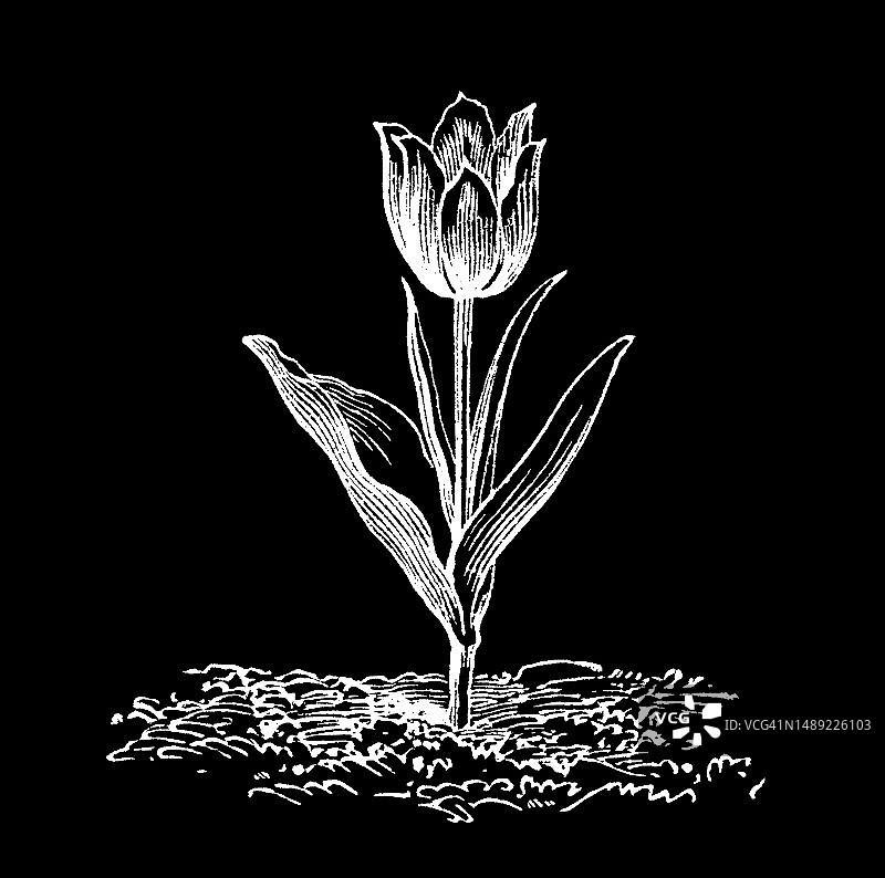 古老的植物学雕刻插图，范托尔郁金香，施伦克郁金香(郁金香)图片素材