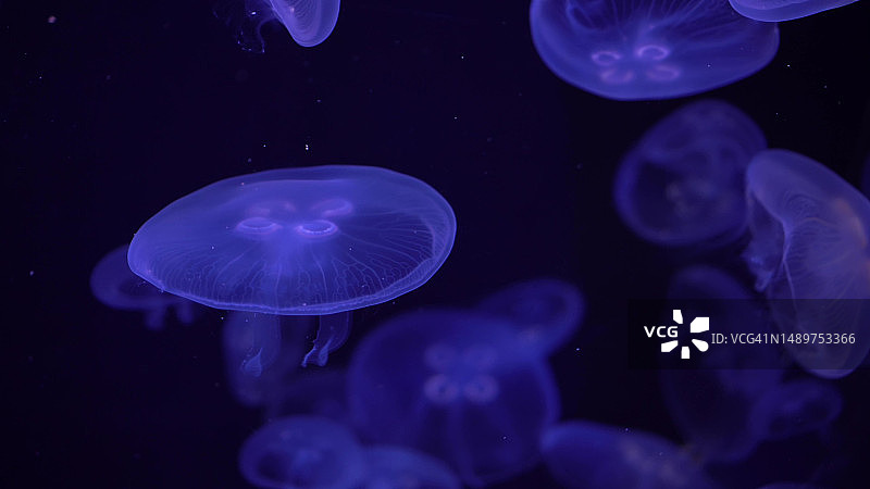 透明的水母在黑暗中成群游动。水母发出蓝色的光。图片素材