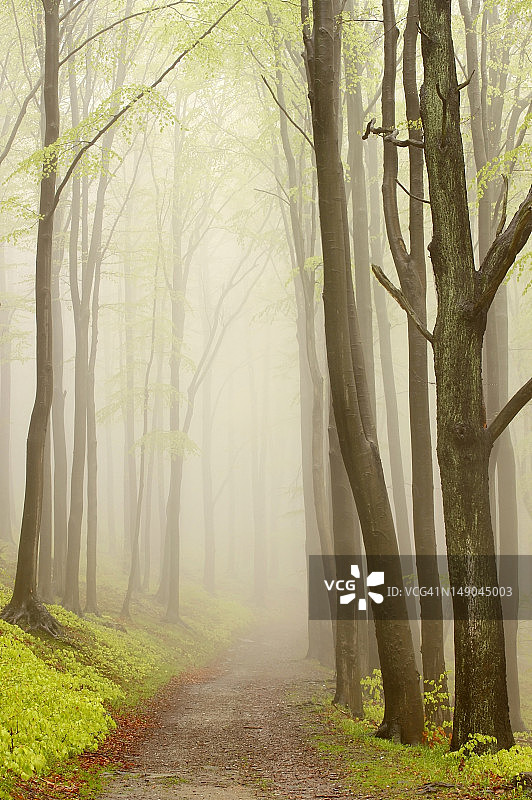 迷雾森林的路径图片素材