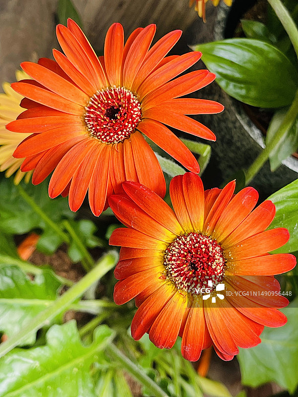 橙色巴伯顿雏菊(Gerbera Jamesonii)的花完全开花和关闭。图片素材