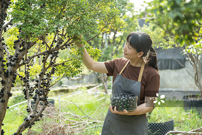 一位妇女在有机果园里采摘葡萄图片素材