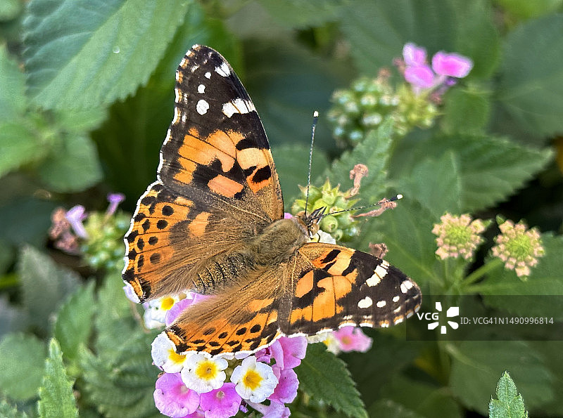 以色列，蝴蝶在花上授粉的特写图片素材