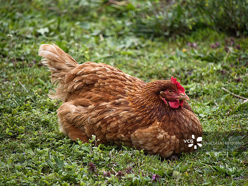克罗地亚，农场里自由放养的棕色羽毛鸡图片素材