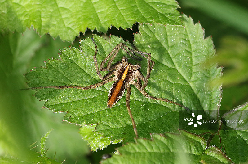 一只正在觅食的苗圃网蜘蛛，在春天的一片叶子上。图片素材
