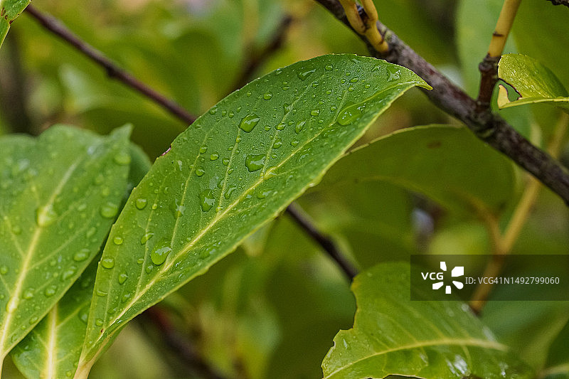 新鲜的绿色樱桃月桂叶与露珠或雨水图片素材