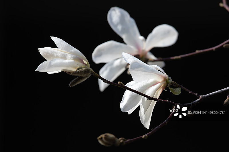 白色花朵在黑色背景下的特写图片素材