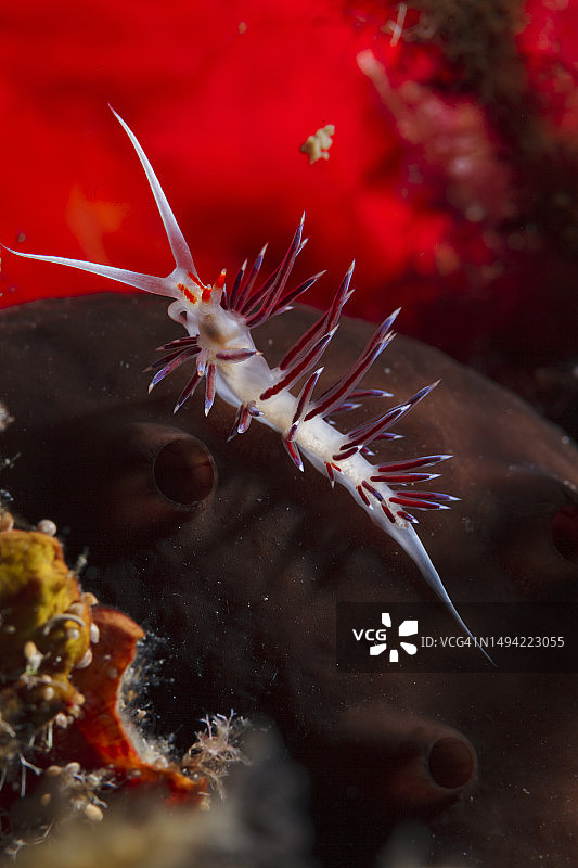 宏观海洋生物裸鳃目水下美景图片素材