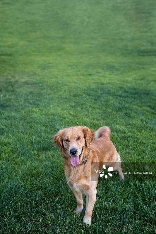 草地上的金毛猎犬图片素材