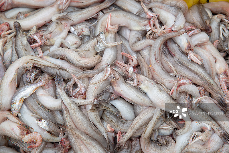 海鲜市场上的新鲜海鱼图片素材
