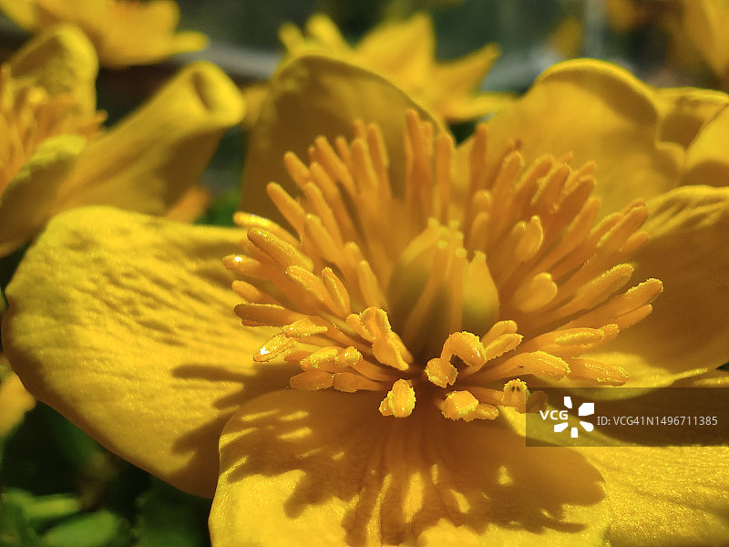 保加利亚黄色开花植物特写图片素材