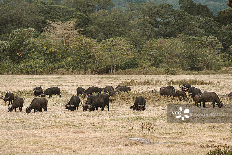 水水牛,坦桑尼亚阿鲁沙市图片素材