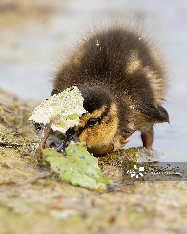 湖边的小鸭子特写，贝德福德郡中部，英国图片素材
