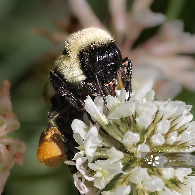 蜜蜂在花上授粉的特写，美国纽约东塞托克特图片素材