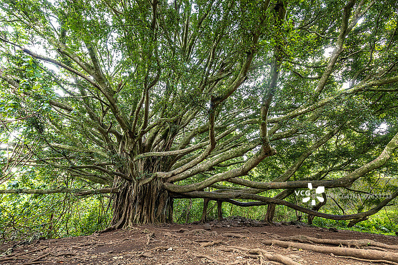 毛伊岛著名的皮皮围小径上生长的巨大榕树的树枝和悬垂的根图片素材