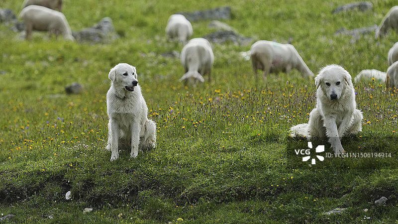 法国草地上的狗的高角度视角图片素材