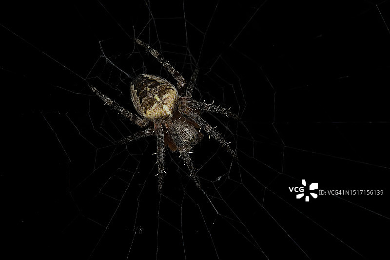 蜘蛛在网上的特写图片素材