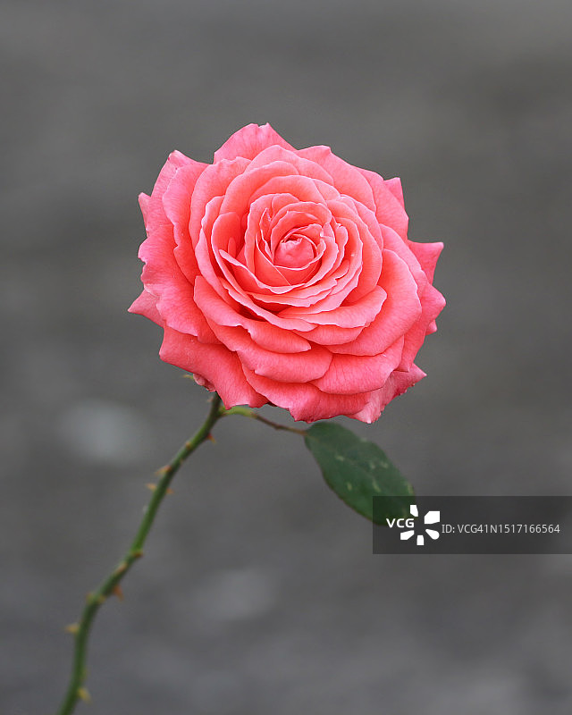 粉色玫瑰的特写图片素材