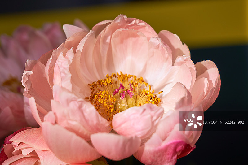 粉色玫瑰花的特写图片素材