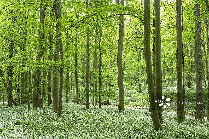 红山毛榉(Fagus sylvatica)森林与开花ramson (Allium ursinum)，海尼奇国家公园，图林根，德国图片素材
