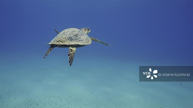 玳瑁海龟(Eretmochelys brbricata)或Bissa在埃及红海的蓝色海洋中游泳图片素材