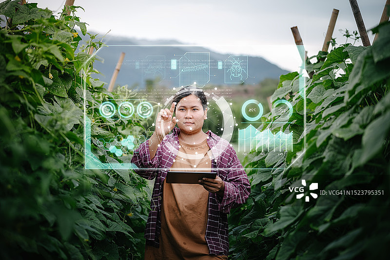女农场工人使用数字平板电脑与虚拟现实人工智能(AI)分析种植黄瓜田。科技，智慧农业，创新农业理念图片素材