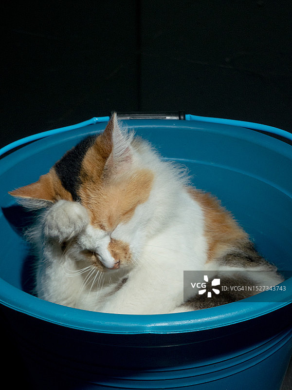 猫完全适合蓝色的水桶图片素材