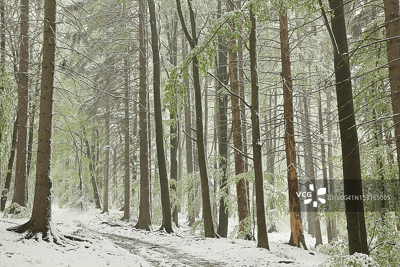 春天的森林被雪覆盖图片素材