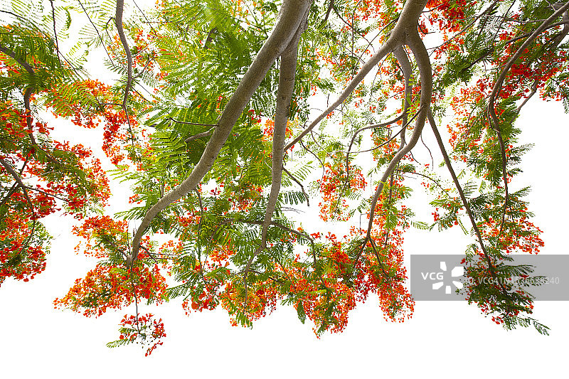 近距离下火焰boyant树或火焰树或皇家Poinciana树隔离在白色背景。图片素材