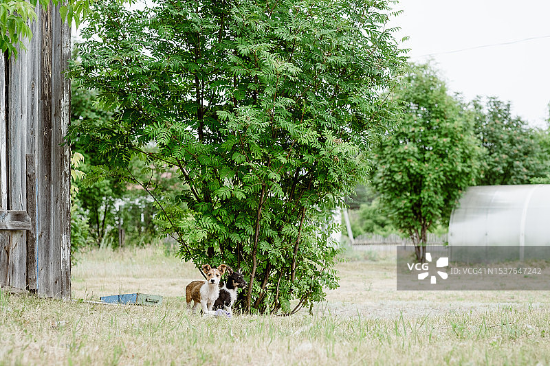 多色无家可归的小狗在一个郁郁葱葱的树的背景图片素材