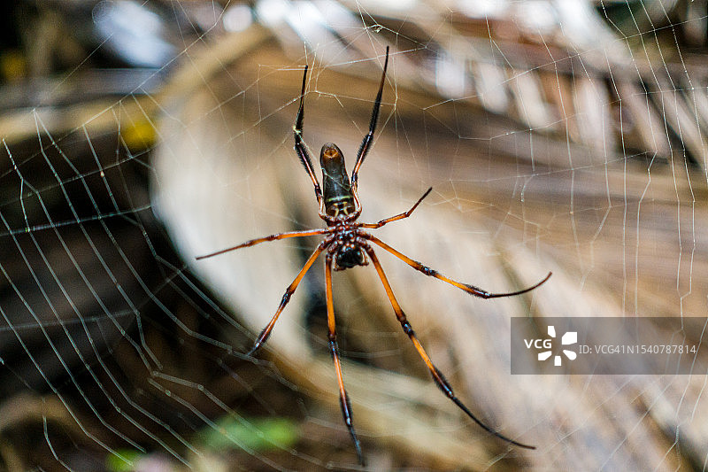 塞舌尔，蜘蛛在网上的特写图片素材