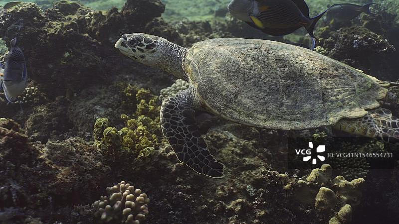 埃及红海，玳瑁海龟(Eretmochelys brbricata)或Bissa在珊瑚礁上游泳图片素材