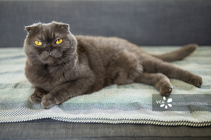 懒散的灰色苏格兰折耳猫在沙发上休息图片素材