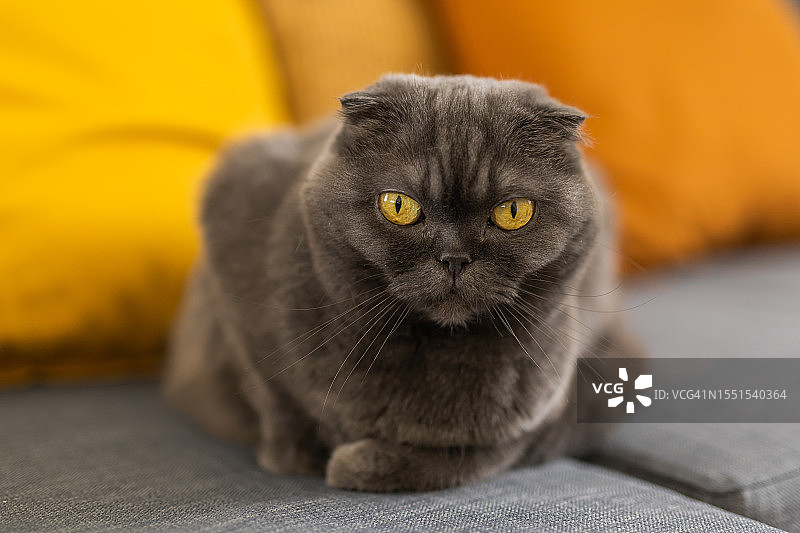 灰色毛茸茸的苏格兰折耳猫躺在沙发上，枕头是黄色的图片素材