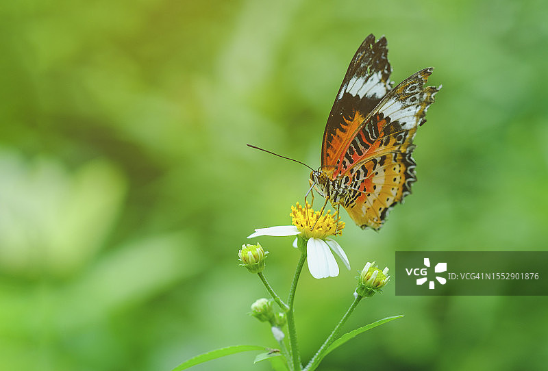 蝴蝶在白花上授粉的特写图片素材